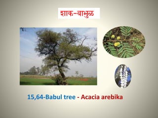15,64-Babul tree - Acacia arebika
 