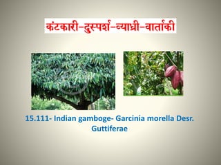 15.111- Indian gamboge- Garcinia morella Desr.
Guttiferae
 