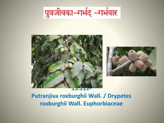 15.111-
Putranjiva roxburghii Wall. / Drypetes
roxburghii Wall. Euphorbiaceae
 
