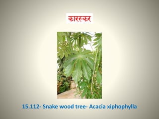 15.112- Snake wood tree- Acacia xiphophylla
 