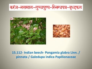 15.112- Indian beech- Pongamia glabra Linn. /
pinnata / Galedupa indica Papilionaceae
 