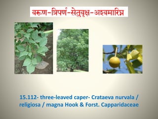 15.112- three-leaved caper- Crataeva nurvala /
religiosa / magna Hook & Forst. Capparidaceae
 