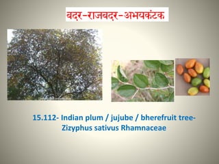 15.112- Indian plum / jujube / bherefruit tree-
Zizyphus sativus Rhamnaceae
 
