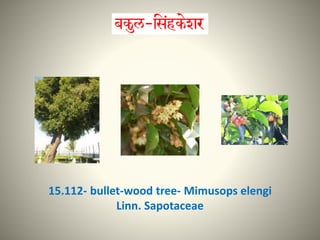 15.112- bullet-wood tree- Mimusops elengi
Linn. Sapotaceae
 