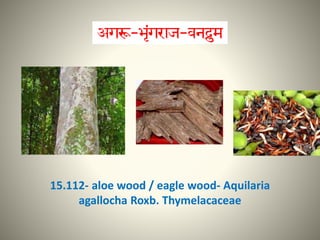 15.112- aloe wood / eagle wood- Aquilaria
agallocha Roxb. Thymelacaceae
 