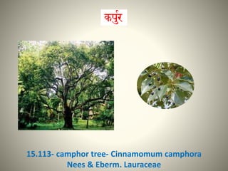 15.113- camphor tree- Cinnamomum camphora
Nees & Eberm. Lauraceae
 