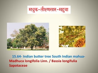 15.64- Indian butter tree South Indian mahua-
Madhuca longifolia Linn. / Bassia longifulia
Sapotaceae
 