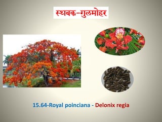 15.64-Royal poinciana - Delonix regia
 