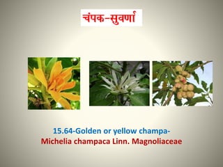 15.64-Golden or yellow champa-
Michelia champaca Linn. Magnoliaceae
 