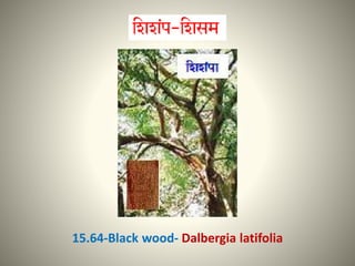 15.64-Black wood- Dalbergia latifolia
 