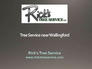 Tree Service near Wallingford