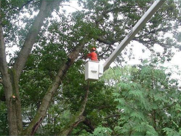 Tree Service near West Point