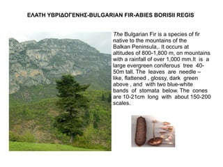 ΕΛΑΤΗ ΥΒΡΙΔΟΓΕΝΗΣ-BULGARIAN FIR-ABIES BORISII REGIS


                          The Bulgarian Fir is a species of fir
                          native to the mountains of the
                          Balkan Peninsula,. It occurs at
                          altitudes of 800-1,800 m, on mountains
                          with a rainfall of over 1,000 mm.It is a
                          large evergreen coniferous tree 40-
                          50m tall. The leaves are needle –
                          like, flattened , glossy, dark green
                          above , and with two blue-white
                          bands of stomata below. The cones
                          are 10-21cm long with about 150-200
                          scales.
 