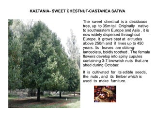 KΑΣΤΑΝΙΑ- SWEET CHESTNUT-CASTANEA SATIVA

                      The sweet chestnut is a deciduous
                      tree, up to 35m tall. Originally native
                      to southeastern Europe and Asia , it is
                      now widely dispersed throughout
                      Europe. It grows best at altitudes
                      above 250m and it lives up to 450
                      years. Its leaves are oblong-
                      lanceolate, boldly toothed . The female
                      flowers develop into spiny cupules
                      containing 3-7 brownish nuts that are
                      shed during October.
                      It is cultivated for its edible seeds,
                      the nuts , and its timber which is
                      used to make furniture.
 