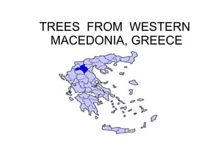 TREES FROM WESTERN
MACEDONIA, GREECE
 