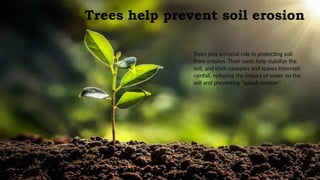 The Vital Role of Trees in Combating Climate Change and Supporting Life ...