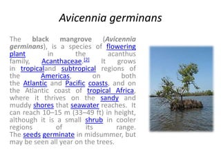 Avicennia germinans
The black mangrove (Avicennia
germinans), is a species of flowering
plant in the acanthus
family, Acanthaceae.[2] It grows
in tropicaland subtropical regions of
the Americas, on both
the Atlantic and Pacific coasts, and on
the Atlantic coast of tropical Africa,
where it thrives on the sandy and
muddy shores that seawater reaches. It
can reach 10–15 m (33–49 ft) in height,
although it is a small shrub in cooler
regions of its range.
The seeds germinate in midsummer, but
may be seen all year on the trees.
 