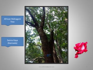 African Mahagoni
Tree
Sanna Kaya
(Kannada)
er.vs.ekbote@gmail.com 13
 
