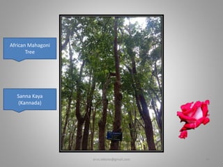 African Mahagoni
Tree
Sanna Kaya
(Kannada)
er.vs.ekbote@gmail.com 14
 