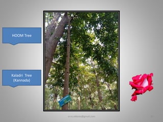 HOOM Tree
Kaladri Tree
(Kannada)
er.vs.ekbote@gmail.com 16
 