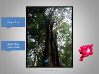 Aarali Mara
(In Kannada)
Peepal Tree
er.vs.ekbote@gmail.com 22
 