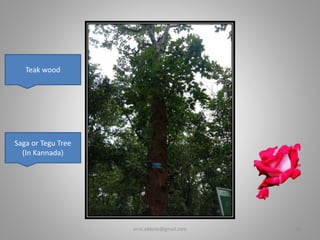 Saga or Tegu Tree
(In Kannada)
Teak wood
er.vs.ekbote@gmail.com 28
 