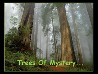 Trees Of Mystery... 