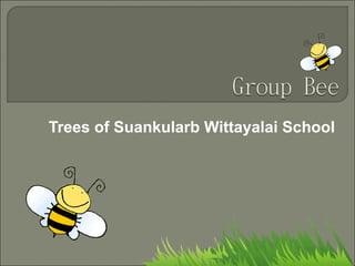 Trees of Suankularb Wittayalai School 