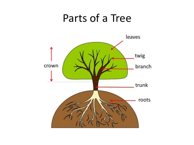 trees of the tongass parts of a tree