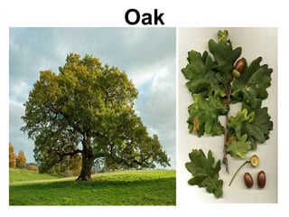 Oak
 
