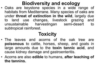 Biodiversity and ecology
• Oaks are keystone species in a wide range of
habitats from Mediterrane. Many species of oaks are
under threat of extinction in the wild, largely due
to land use changes, livestock grazing and
unsustainable harvestingan semi-desert to
subtropical rainforest.
Toxicity
• The leaves and acorns of the oak tree are
poisonous to cattle, horses, sheep, and goats in
large amounts due to the toxin tannic acid, and
cause kidney damage and gastroenteritis.
• Acorns are also edible to humans, after leaching of
the tannins.
 