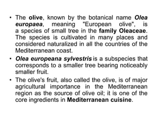 • The olive, known by the botanical name Olea
europaea, meaning "European olive", is
a species of small tree in the family Oleaceae.
The species is cultivated in many places and
considered naturalized in all the countries of the
Mediterranean coast.
• Olea europeana sylvestris is a subspecies that
corresponds to a smaller tree bearing noticeably
smaller fruit.
• The olive's fruit, also called the olive, is of major
agricultural importance in the Mediterranean
region as the source of olive oil; it is one of the
core ingredients in Mediterranean cuisine.
 
