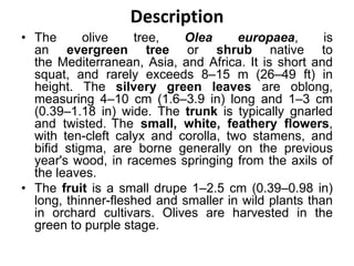 Description
• The olive tree, Olea europaea, is
an evergreen tree or shrub native to
the Mediterranean, Asia, and Africa. It is short and
squat, and rarely exceeds 8–15 m (26–49 ft) in
height. The silvery green leaves are oblong,
measuring 4–10 cm (1.6–3.9 in) long and 1–3 cm
(0.39–1.18 in) wide. The trunk is typically gnarled
and twisted. The small, white, feathery flowers,
with ten-cleft calyx and corolla, two stamens, and
bifid stigma, are borne generally on the previous
year's wood, in racemes springing from the axils of
the leaves.
• The fruit is a small drupe 1–2.5 cm (0.39–0.98 in)
long, thinner-fleshed and smaller in wild plants than
in orchard cultivars. Olives are harvested in the
green to purple stage.
 