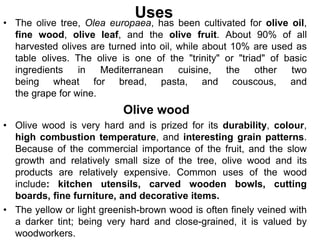 Uses
• The olive tree, Olea europaea, has been cultivated for olive oil,
fine wood, olive leaf, and the olive fruit. About 90% of all
harvested olives are turned into oil, while about 10% are used as
table olives. The olive is one of the "trinity" or "triad" of basic
ingredients in Mediterranean cuisine, the other two
being wheat for bread, pasta, and couscous, and
the grape for wine.
Olive wood
• Olive wood is very hard and is prized for its durability, colour,
high combustion temperature, and interesting grain patterns.
Because of the commercial importance of the fruit, and the slow
growth and relatively small size of the tree, olive wood and its
products are relatively expensive. Common uses of the wood
include: kitchen utensils, carved wooden bowls, cutting
boards, fine furniture, and decorative items.
• The yellow or light greenish-brown wood is often finely veined with
a darker tint; being very hard and close-grained, it is valued by
woodworkers.
 