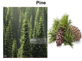 Pine
 