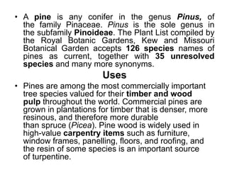 • A pine is any conifer in the genus Pinus, of
the family Pinaceae. Pinus is the sole genus in
the subfamily Pinoideae. The Plant List compiled by
the Royal Botanic Gardens, Kew and Missouri
Botanical Garden accepts 126 species names of
pines as current, together with 35 unresolved
species and many more synonyms.
Uses
• Pines are among the most commercially important
tree species valued for their timber and wood
pulp throughout the world. Commercial pines are
grown in plantations for timber that is denser, more
resinous, and therefore more durable
than spruce (Picea). Pine wood is widely used in
high-value carpentry items such as furniture,
window frames, panelling, floors, and roofing, and
the resin of some species is an important source
of turpentine.
 