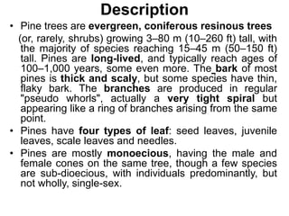 Description
• Pine trees are evergreen, coniferous resinous trees
(or, rarely, shrubs) growing 3–80 m (10–260 ft) tall, with
the majority of species reaching 15–45 m (50–150 ft)
tall. Pines are long-lived, and typically reach ages of
100–1,000 years, some even more. The bark of most
pines is thick and scaly, but some species have thin,
flaky bark. The branches are produced in regular
"pseudo whorls", actually a very tight spiral but
appearing like a ring of branches arising from the same
point.
• Pines have four types of leaf: seed leaves, juvenile
leaves, scale leaves and needles.
• Pines are mostly monoecious, having the male and
female cones on the same tree, though a few species
are sub-dioecious, with individuals predominantly, but
not wholly, single-sex.
 