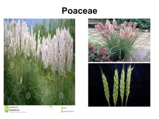 Poaceae
 