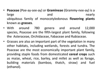 • Poaceae (Poe-ay-see-ay) or Gramineae (Grammy-nee-ay) is a
large and nearly
ubiquitous family of monocotyledonous flowering plants
known as grasses.
• With around 780 genera and around 12,000
species, Poaceae are the fifth-largest plant family, following
the Asteraceae, Orchidaceae, Fabaceae and Rubiaceae.
• Grasses are also an important part of the vegetation in many
other habitats, including wetlands, forests and tundra. The
Poaceae are the most economically important plant family,
providing staple foods from domesticated cereal crops such
as maize, wheat, rice, barley, and millet as well as forage,
building materials (bamboo, thatch, straw) and fuel
(ethanol).
 
