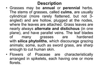 Description
• Grasses may be annual or perennial herbs.
The stems of grasses, called culms, are usually
cylindrical (more rarely flattened, but not 3-
angled) and are hollow, plugged at the nodes,
where the leaves are attached. Grass leaves are
nearly always alternate and distichous (in one
plane), and have parallel veins. The leaf blades
of many grasses are hardened
with silica phytoliths, which discourage grazing
animals; some, such as sword grass, are sharp
enough to cut human skin.
• Flowers of Poaceae are characteristically
arranged in spikelets, each having one or more
florets.
 