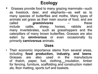 Ecology
• Grasses provide food to many grazing mammals—such
as livestock, deer, and elephants—as well as to
many species of butterflies and moths. Many types of
animals eat grass as their main source of food, and are
called graminivores – these
include cattle, sheep, horses, rabbits and
many invertebrates, such as grasshoppers and the
caterpillars of many brown butterflies. Grasses are also
eaten by omnivorous or even occasionally by
primarily carnivorous animals.
Uses
• Their economic importance stems from several areas,
including food production, industry, and lawns.
Grasses are also used in the manufacture
of thatch, paper, fuel, clothing, insulation, timber
for fencing, furniture, scaffolding and construction materi
als, floor matting, sports turf and baskets.
 