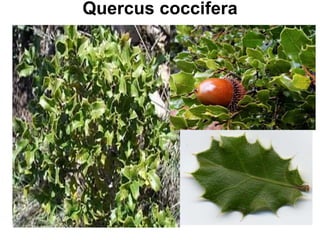 Quercus coccifera
 