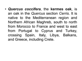 • Quercus coccifera, the kermes oak, is
an oak in the Quercus section Cerris. It is
native to the Mediterranean region and
Northern African Maghreb, south to north
from Morocco to France and west to east
from Portugal to Cyprus and Turkey,
crossing Spain, Italy, Libya, Balkans,
and Greece, including Crete.
 