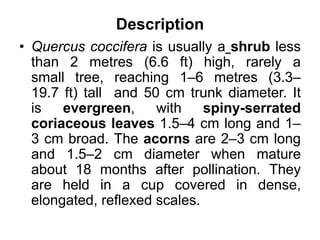 Description
• Quercus coccifera is usually a shrub less
than 2 metres (6.6 ft) high, rarely a
small tree, reaching 1–6 metres (3.3–
19.7 ft) tall and 50 cm trunk diameter. It
is evergreen, with spiny-serrated
coriaceous leaves 1.5–4 cm long and 1–
3 cm broad. The acorns are 2–3 cm long
and 1.5–2 cm diameter when mature
about 18 months after pollination. They
are held in a cup covered in dense,
elongated, reflexed scales.
 