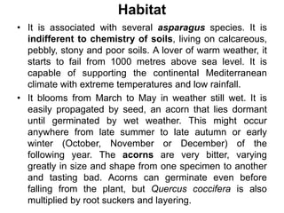 Habitat
• It is associated with several asparagus species. It is
indifferent to chemistry of soils, living on calcareous,
pebbly, stony and poor soils. A lover of warm weather, it
starts to fail from 1000 metres above sea level. It is
capable of supporting the continental Mediterranean
climate with extreme temperatures and low rainfall.
• It blooms from March to May in weather still wet. It is
easily propagated by seed, an acorn that lies dormant
until germinated by wet weather. This might occur
anywhere from late summer to late autumn or early
winter (October, November or December) of the
following year. The acorns are very bitter, varying
greatly in size and shape from one specimen to another
and tasting bad. Acorns can germinate even before
falling from the plant, but Quercus coccifera is also
multiplied by root suckers and layering.
 
