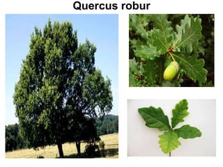 Quercus robur
 
