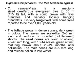 Cupressus sempervirens: the Mediterranean cypress
• C. sempervirens is a medium-
sized coniferous evergreen tree to 35 m
(115 ft) tall, with a conic crown with level
branches and variably loosely hanging
branchlets. It is very long-lived, with some trees
reported to be over 1,000 years old.
• The foliage grows in dense sprays, dark green
in colour. The leaves are scale-like, 2–5 mm
long, and produced on rounded (not flattened)
shoots. The seed cones are ovoid or oblong,
25–40 mm long, with 10-14 scales, green at first,
maturing brown about 20–24 months after
pollination. The male cones are 3–5 mm long,
and release pollen in late winter.
 