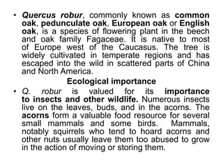 • Quercus robur, commonly known as common
oak, pedunculate oak, European oak or English
oak, is a species of flowering plant in the beech
and oak family Fagaceae. It is native to most
of Europe west of the Caucasus. The tree is
widely cultivated in temperate regions and has
escaped into the wild in scattered parts of China
and North America.
Ecological importance
• Q. robur is valued for its importance
to insects and other wildlife. Numerous insects
live on the leaves, buds, and in the acorns. The
acorns form a valuable food resource for several
small mammals and some birds. Mammals,
notably squirrels who tend to hoard acorns and
other nuts usually leave them too abused to grow
in the action of moving or storing them.
 