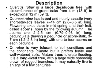 Description
• Quercus robur is a large deciduous tree, with
circumference of grand oaks from 4 m (13 ft) to
exceptional 12 m (39 ft).
• Quercus robur has lobed and nearly sessile (very
short-stalked) leaves 7–14 cm (2.8–5.5 in) long.
Flowering takes place in mid spring, and their fruit,
called acorns, ripen by the following autumn. The
acorns are 2–2.5 cm (0.79–0.98 in) long,
pedunculate (having a peduncle or acorn-stalk, 3–
7 cm (1.2–2.8 in) long) with one to four acorns on
each peduncle.
• Q. robur is very tolerant to soil conditions and
the continental climate but it prefers fertile and
well-watered soils. Mature trees tolerate flooding.
It is a long-lived tree, with a large wide spreading
crown of rugged branches. It may naturally live to
an age of a few centuries.
 