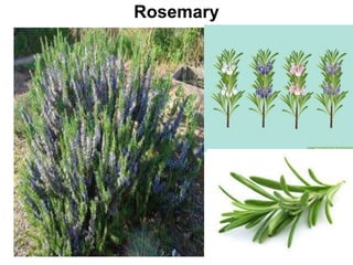 Rosemary
 
